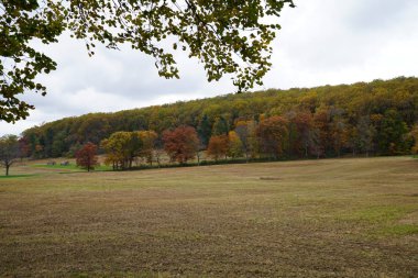 yeşil çim ve sarı foliaged ağaçlar ile sonbahar park manzara