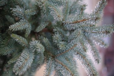 köknar ağacı dalları ile su damlaları, atış kapatın