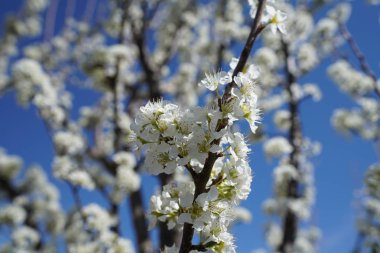 parlak güneş ışığı altında çiçek açan ağaç dalları görüntüsünü kapatmak