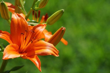 bardak portakal lily çiçekler güneş ışığı kapatmak