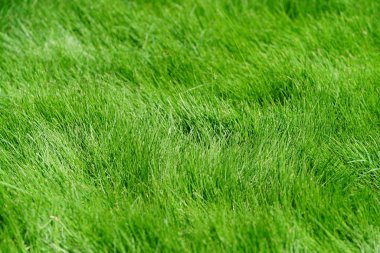yemyeşil çim, doğal duvar kağıdı
