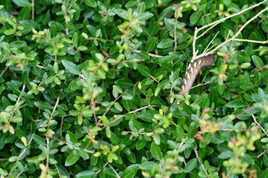 gür yeşillik ile çevrili çalı dalı üzerinde tırtıl