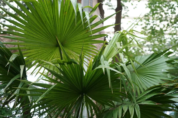 Exuberante Folhas Verdes Palmeira — Fotografia de Stock