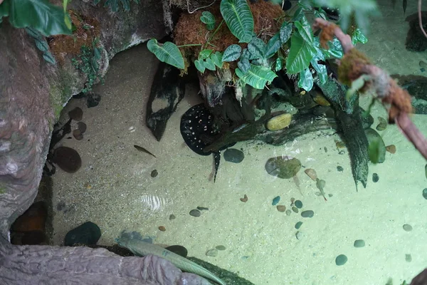 Vue Fond Aquarium Avec Divers Poissons Tortues — Photo