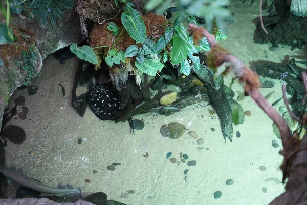Vue Fond Aquarium Avec Divers Poissons Tortues — Photo