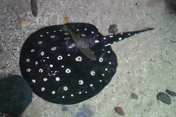 Vue Des Poissons Plats Sur Fond Sablonneux Sous Eau — Photo