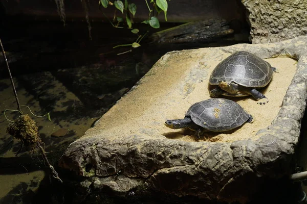 Vista Piccole Tartarughe Sulla Roccia Nello Zoo — Foto Stock