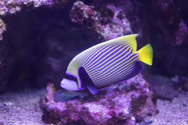 Peces Tropicales Nadando Bajo Agua —  Fotos de Stock