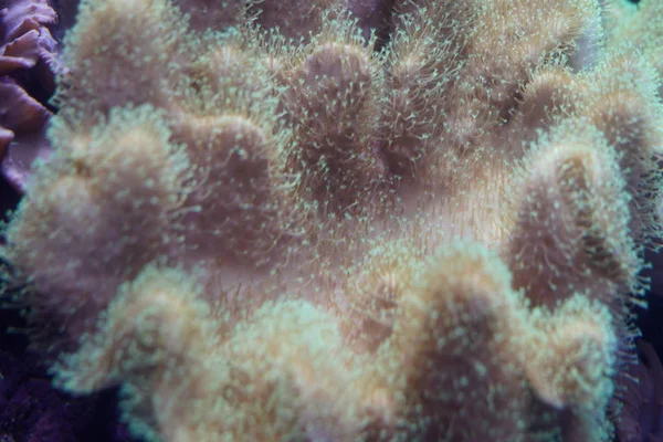 Close Shot Van Tropische Koralen Onderwater Zicht — Stockfoto