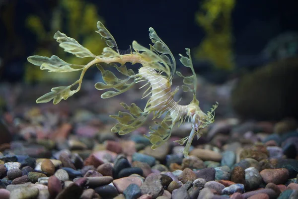 Підводний Вид Екзотичну Рибу Внизу — стокове фото