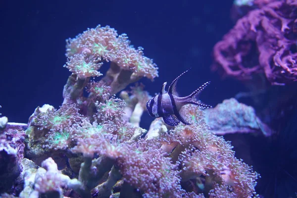 Peixes Tropicais Que Nadam Debaixo Água Por Corais — Fotografia de Stock