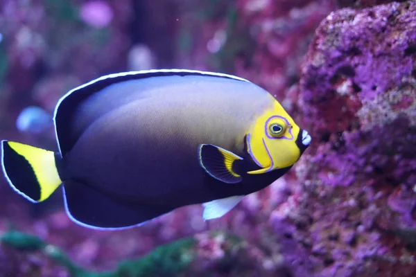 tropikal balık su altında yüzme