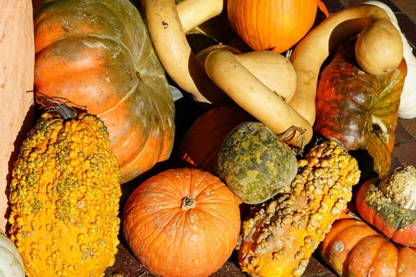 Haufen Frisch Geernteter Kürbisse Und Kürbisse — Stockfoto