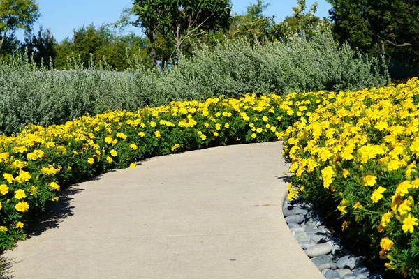 Flowerbeds Yellow Vivid Blooming Flowers Park Pathway Bright Sunlight — Stock Photo, Image