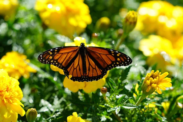 Primer Plano Mariposa Sentada Sobre Flores Amarillas Luz Del Sol —  Fotos de Stock