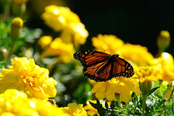 Nahaufnahme Eines Schmetterlings Der Auf Gelben Blumen Sonnenlicht Sitzt — Stockfoto