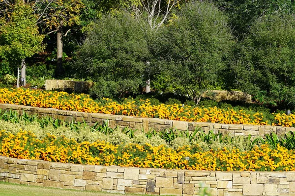 Aiuole Con Fiori Gialli Vividi Fioriti Piena Luce Solare — Foto Stock