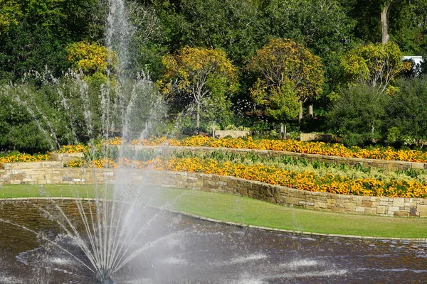 Parterres Fleurs Avec Fleurs Jaunes Floraison Vive Dans Lumière Soleil — Photo