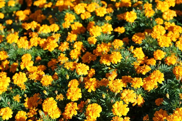 sarı çiçek açan çiçekler güneş ışığı altında görüntüsünü kapatmak