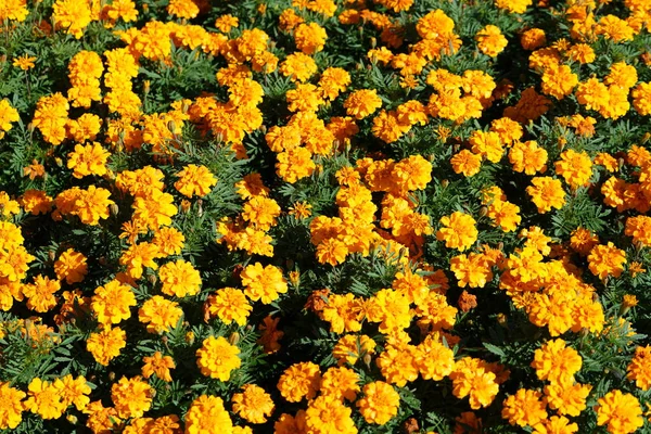 sarı çiçek açan çiçekler güneş ışığı altında görüntüsünü kapatmak