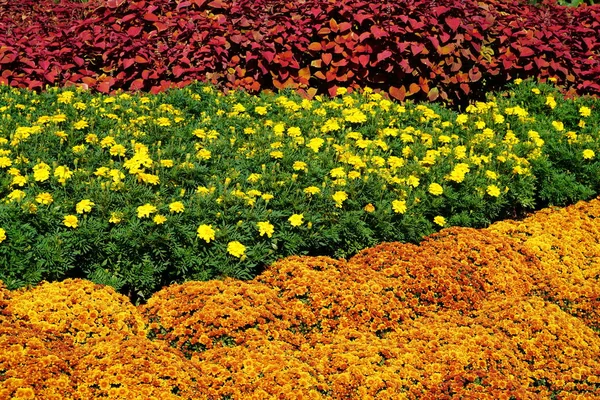 Güneş ışıklı flowerbed turuncu, kırmızı ve Sarı çiçekli