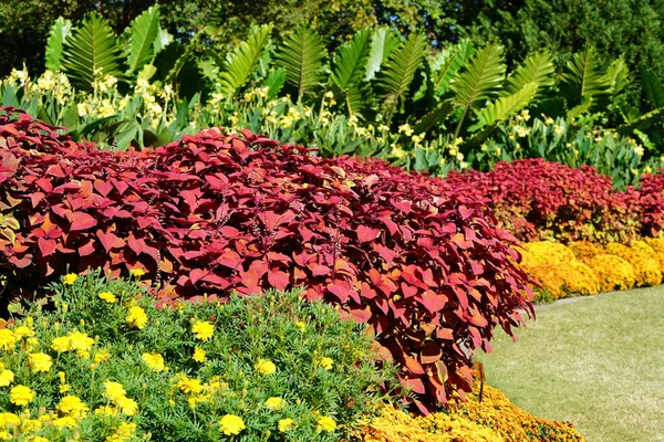 Güneş ışıklı flowerbed turuncu, kırmızı ve Sarı çiçekli