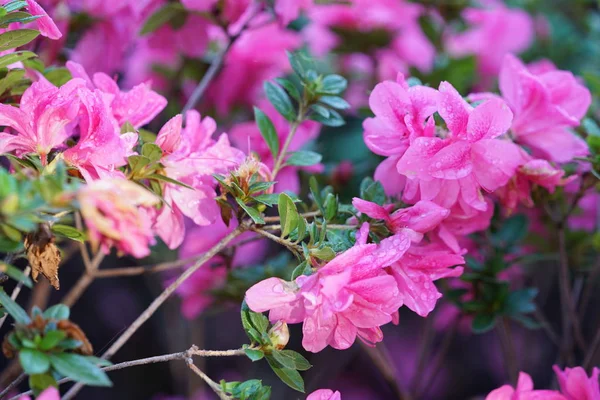 Close Shot Pink Blooming Flowers Bush — Stock Photo, Image