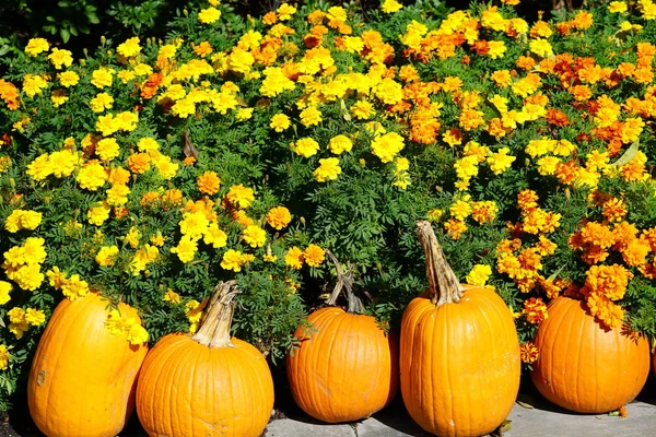 Pile Fresh Harvested Pumpkins Flowerbed — Stock Photo, Image