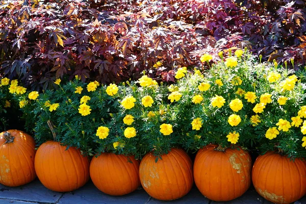 taze hasat kabaklar flowerbed tarafından yığını