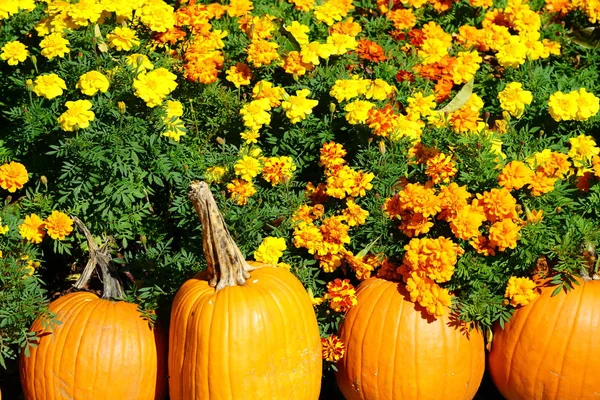 taze hasat kabaklar flowerbed tarafından yığını