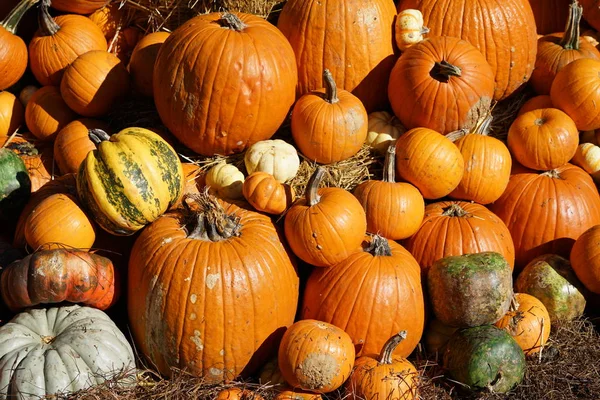 Haufen Frisch Geernteter Kürbisse Und Kürbisse — Stockfoto