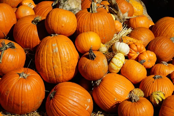 taze hasat kabaklar ve su kabakları yığını