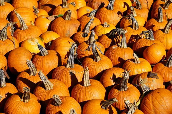 Haufen Frisch Geernteter Kürbisse Und Kürbisse — Stockfoto