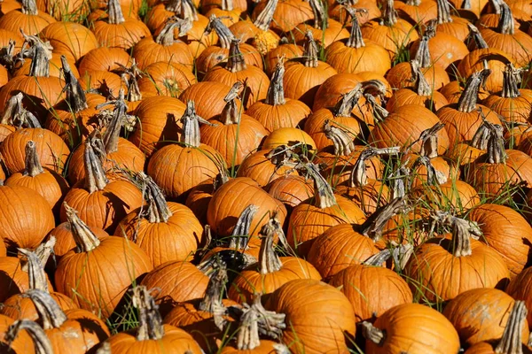 Haufen Frisch Geernteter Kürbisse Und Kürbisse — Stockfoto