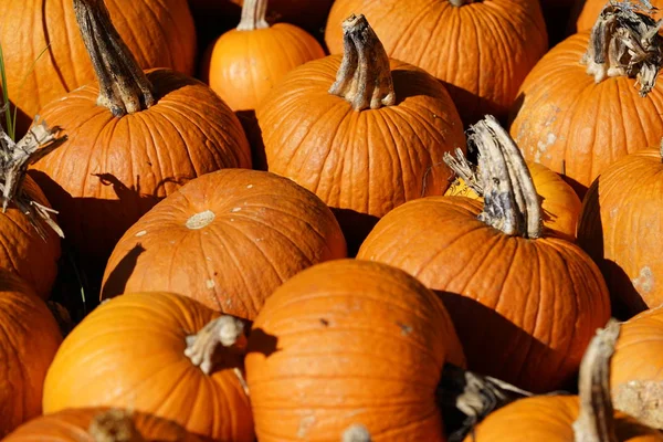 Haufen Frisch Geernteter Kürbisse Und Kürbisse — Stockfoto