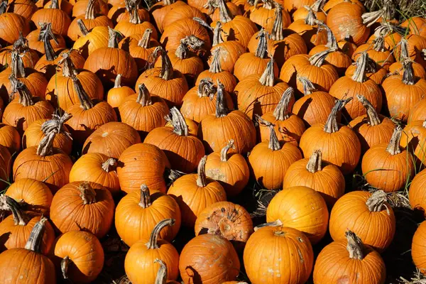 taze hasat kabaklar ve su kabakları yığını