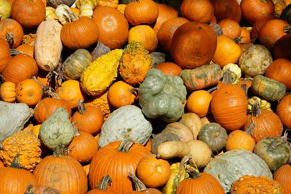 Haufen Frisch Geernteter Kürbisse Und Kürbisse — Stockfoto