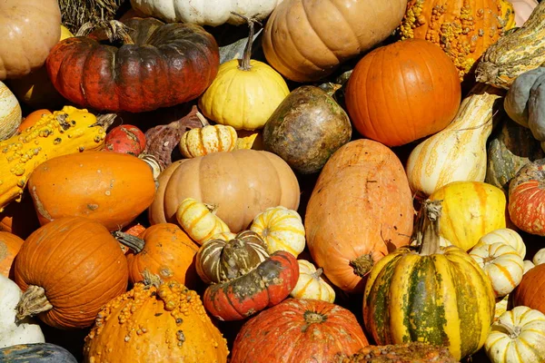 Haufen Frisch Geernteter Kürbisse Und Kürbisse — Stockfoto