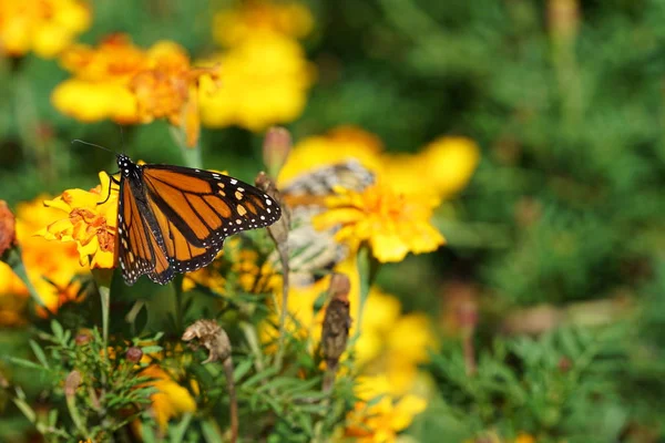 Primer Plano Mariposa Sentada Sobre Flores Amarillas Luz Del Sol —  Fotos de Stock