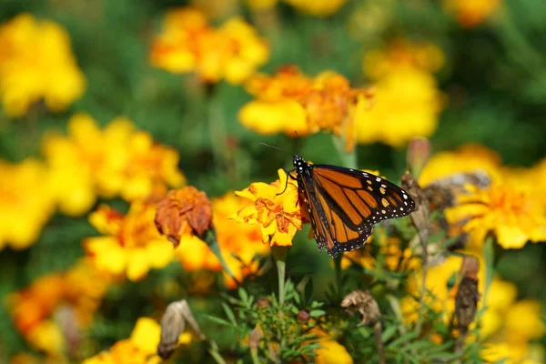 Nahaufnahme Eines Schmetterlings Der Auf Gelben Blumen Sonnenlicht Sitzt — Stockfoto