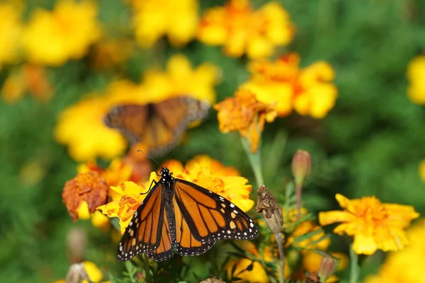 Nahaufnahme Eines Schmetterlings Der Auf Gelben Blumen Sonnenlicht Sitzt — Stockfoto