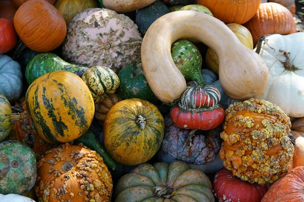 Haufen Frisch Geernteter Kürbisse Und Kürbisse — Stockfoto