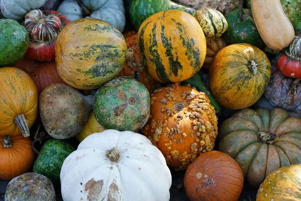 Haufen Frisch Geernteter Kürbisse Und Kürbisse — Stockfoto