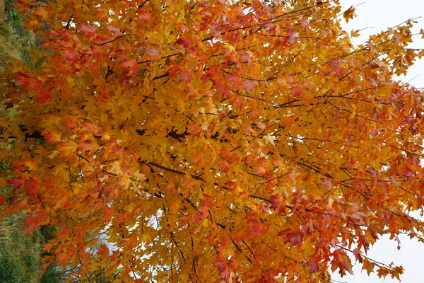 Detailní Záběr Záběr Oranžové Barevné Javorový Strom Listoví — Stock fotografie
