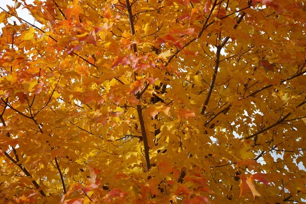 Κοντινό Πλάνο Του Πορτοκαλί Χρώματος Σφένδαμος Δέντρο Φύλλωμα — Φωτογραφία Αρχείου