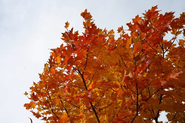 Warna Oranye Pohon Maple Dedaunan Dengan Langit Mendung — Stok Foto