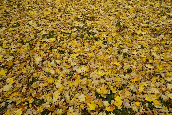 Feuilles Jaunes Tombées Sur Herbe Papier Peint Naturel — Photo