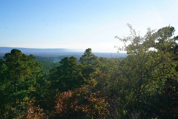 Zon Verlichte Weelderige Groene Bomen Met Blauwe Hemel — Stockfoto