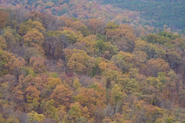 Bergige Landschaft Gelb Bewachsene Wälder — Stockfoto