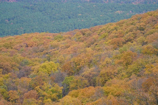 Bergachtig Landschap Gele Foliaged Bos — Stockfoto